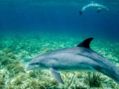 Wojna na Bliskim Wschodzie zagraża życiu w morzach