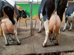 Ceny skupu mleka 2026. Rolnicy pokazują stawki i pytają, gdzie jest dno