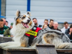 Dzisiaj Dzień Psa Ratowniczego. Bohaterowie na czterech łapach