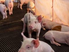 Dania planuje znieść kastrację prosiąt. Co to oznacza dla rynku trzody chlewnej?