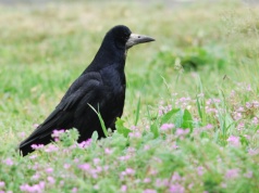 Ptaki Elbląga: Gawron  (odc. 2)