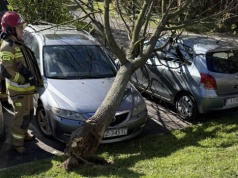 Skutki wichury w Rzeszowie. Drzewo przygniotło samochód