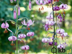 150 cm wysokości, do 40 kwiatów na pędzie i cena cebuli od 10 zł – lilia, która zmienia rabatę nie do poznania