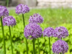 Wystarczy posadzić tą ozdobną roślinę w ogrodzie. Kleszcze przestaną być problemem