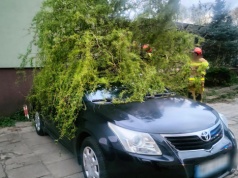 Silny wiatr w Lubelskiem. Strażacy interweniowali już 187 razy, jedna osoba poszkodowana