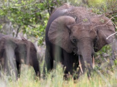 Amerykański milioner nie żyje. Polował w Afryce, zabiły go słonie