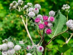 Ten jadalny chwast wzmacnia włosy i skórę. Możesz go wysiać już teraz