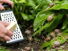 Zetrzyj to i rozsyp w ogrodzie. Rano ślimaków już nie będzie