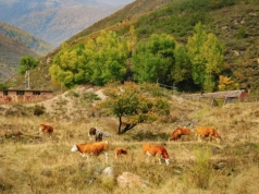 Pryszczyca uderza w hodowle. Setki ognisk w Grecji i na Cyprze, UE wysyła szczepionki