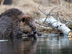 Niezwykły gość nad Morskim Okiem. Turyści zachwyceni widokiem