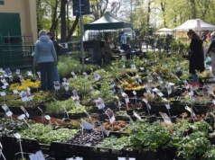 Zioła, kwiaty, drzewa cytrynowe i rękodzieło. Tak wygląda kiermasz ogrodniczy "Pamiętajcie o ogrodach"