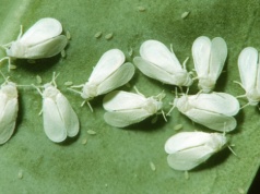 Białe muszki żerują na ogórkach i pomidorach? Tak się ich pozbędziesz