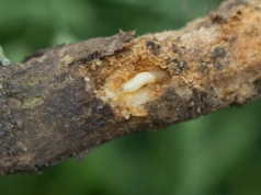 Białe larwy na korzeniach rzepaku. Czy śmietka kapuściana zagraża plantacjom wiosną?