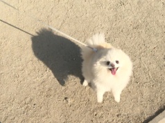 Polskie psy mogą bardzo cierpieć. Tak wyrządzamy im ogromną krzywdę