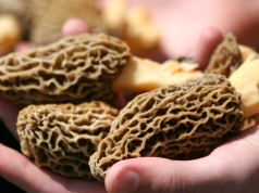 Nawet 2000 zł za kilogram. Wiosenny rarytas trafił na OLX, policja zapowiada ostrzejsze kary