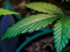 USA łagodzą przepisy o marihuanie medycznej. Nowe regulacje mają wspierać badania i leczenie