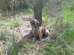 Pies przywiązany do drzewa i zostawiony. Poszukiwany jest właściciel czworonoga