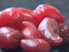 Ten owoc był hitem PRL. Teraz może być skarbem rolników w Polsce