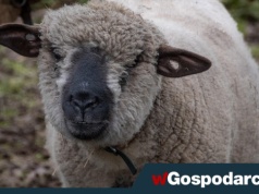 Bacowie załamani: wełna dziś nic nie warta