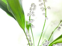 Wyspa Konwaliowa i inne bajkowe miejsca na mapie Polski. "Unikalne na skalę Europy"