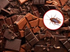 Nie chcesz wiedzieć. Tyle owadów może być w twojej czekoladzie