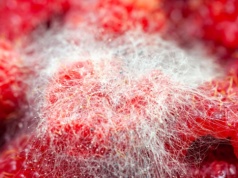 Ukryte zagrożenie w jedzeniu. Te pleśnie mogą prowadzić do raka wątroby