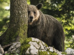 Demolują drzwi, zjadają kury i kozy. "Mają rozpracowaną już każdą wieś"