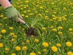 Twoi sąsiedzi mają mlecze? Pokaż im to narzędzie, a będą Ci wdzięczni
