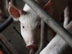 Największy rosyjski holding zamknął trzy fermy trzody. Przez ukraińskie naloty