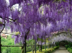 Ma aż 70 metrów długości i kwitnie tylko chwilę. Ten tunel zwala z nóg