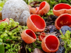 Kusi dostojnym szkarłatem, ale szukać trzeba jej w rowach. Ten grzyb rośnie teraz w polskich lasach