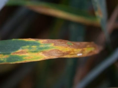 Choroby grzybowe na oziminach: septorioza, plamistość i łamliwość podstawy źdźbła