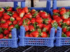 Eksperci alarmują: tak rozpoznasz polskie truskawki. Ten detal zdradza prawdę