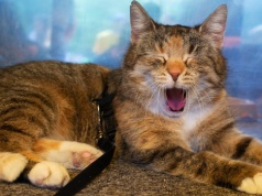 Za prawie 13 mln zł powstanie Dom Gdańskiego Kota. Inwestycja w dobrostan zwierząt