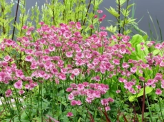 Cień w ogrodzie przestaje być problemem. Te 9 bylin robi spektakularny efekt bez słońca