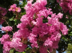 Kwitnie nawet 120 dni bez przerwy. Ten krzew robi furorę w polskich ogrodach