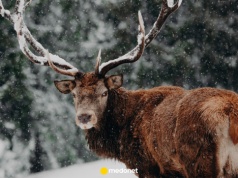 40 lat temu Czarnobyl dotarł aż do norweskiej tundry. "Nasze renifery stały się radioaktywne"