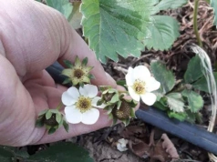 370 tys. zł za ubezpiecznie 1,5 ha truskawki? PZU wyjaśnia