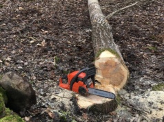 Nastolatkowie dla zabawy wycięli w lesie 21 drzew. Teraz staną przed sądem