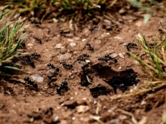 To najlepszy sposób na mrówki. Zawsze działa, a składniki masz w kuchni