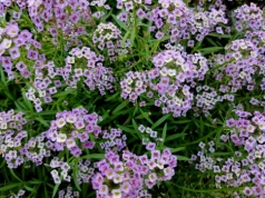 Wylewa się z donic i pachnie jak ul. Ta roślina robi furorę na balkonach