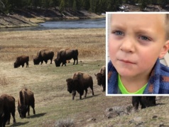 7‑latek bez litości o turystach w Yellowstone. Trafił w punkt