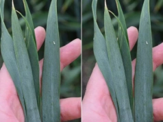 Uwaga na zboża! Choroby atakują, a objawów jeszcze nie widać