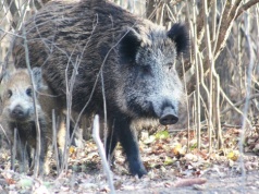 Są zabijane w lasach, więc uciekają do miast. Dzicze „błędne koło”