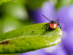 Czy kleszczy jest więcej niż kiedyś? Fakty, mity i co naprawdę się zmieniło