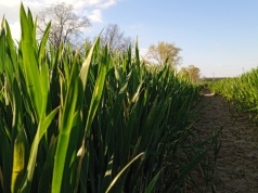 Nowa strategia nawożenia azotem. Rozwiązania na trudne czasy, ale nie tylko