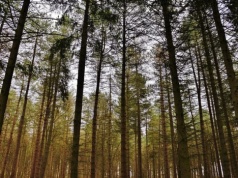 Lasy na Warmii i Mazurach wyschnięte na wiór. Strażacy apelują o rozsądek