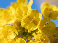 Ochrona fungicydowa rzepaku w fazie kwitnienia: Jak jeden zabieg decyduje o wyniku finansowym?