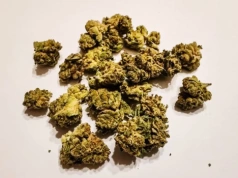 Big Purple Dragon – medyczna marihuana 24% THC od Phytopur
