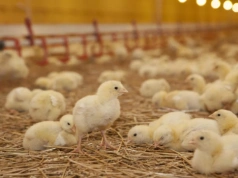 Wirus znów rozsadza fermy. Minister chce powstrzymać scenariusz z 2021 r.!